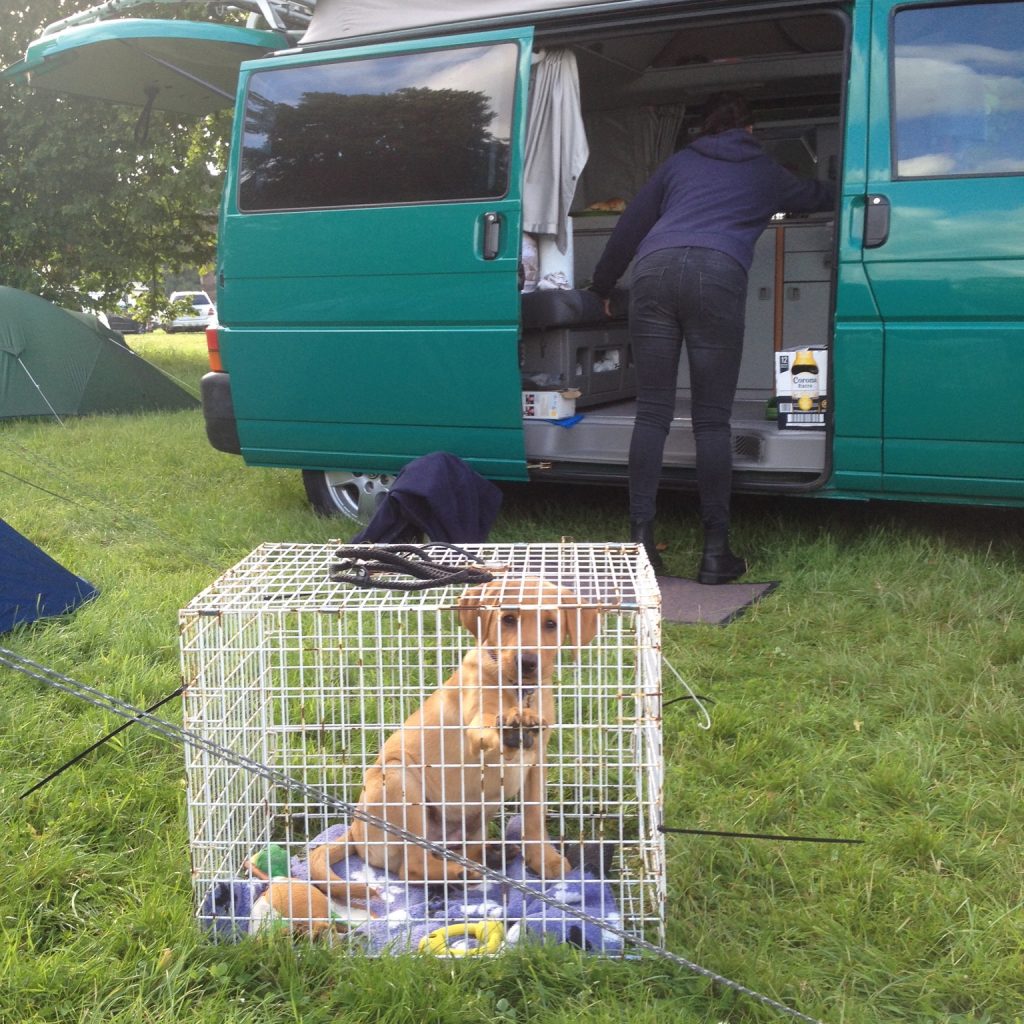 dog in travelling cage