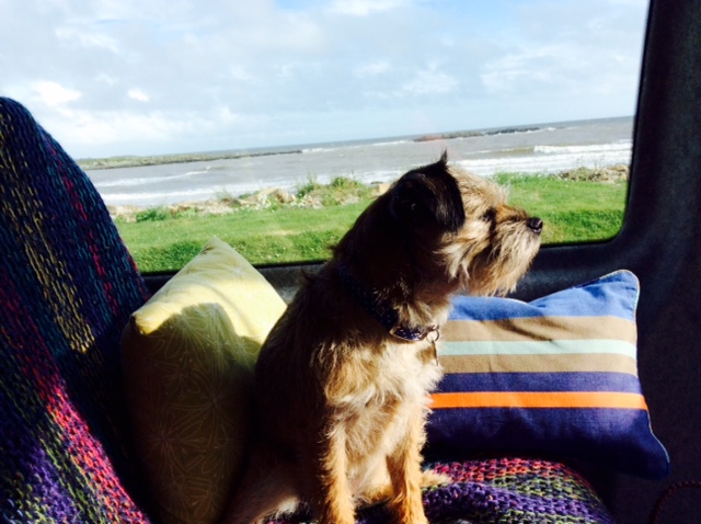 dog camping