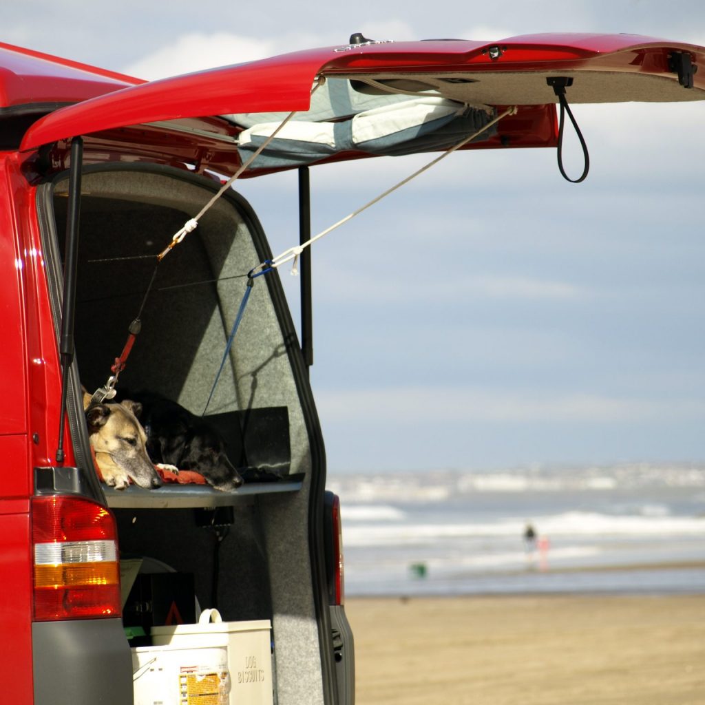 dogs in red campervan