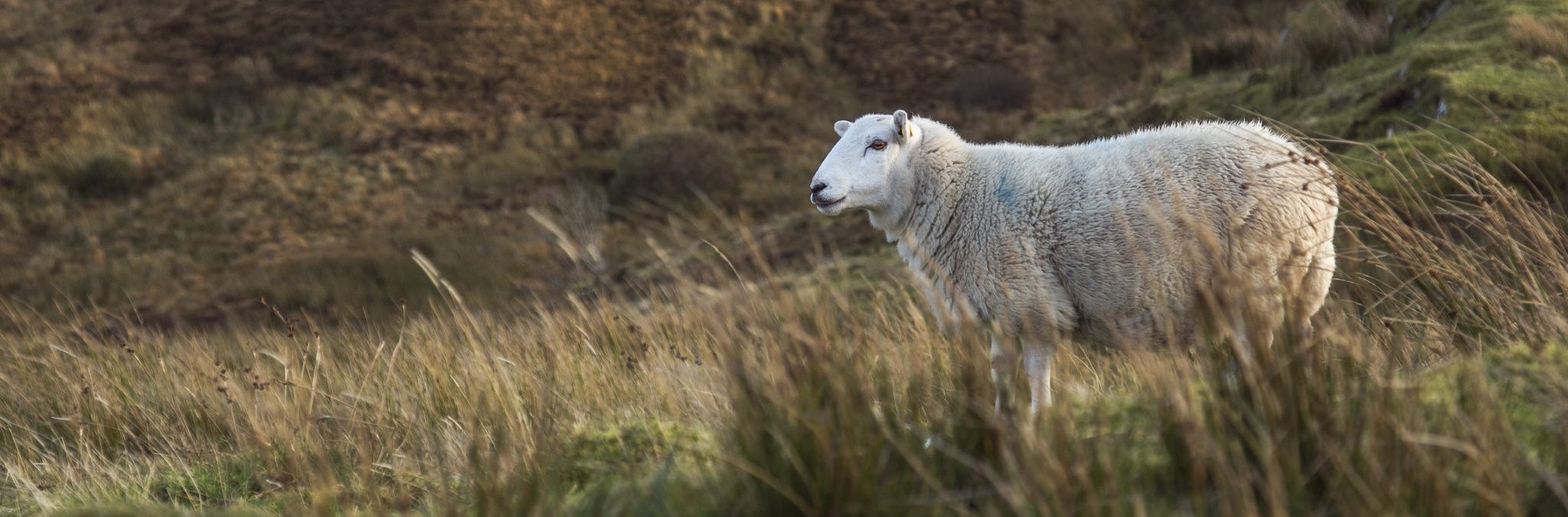 sheep in field