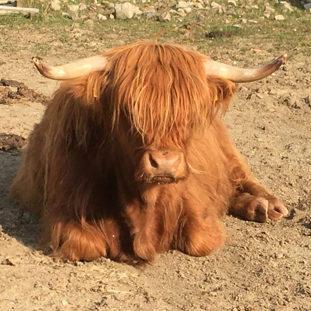 Highland cow