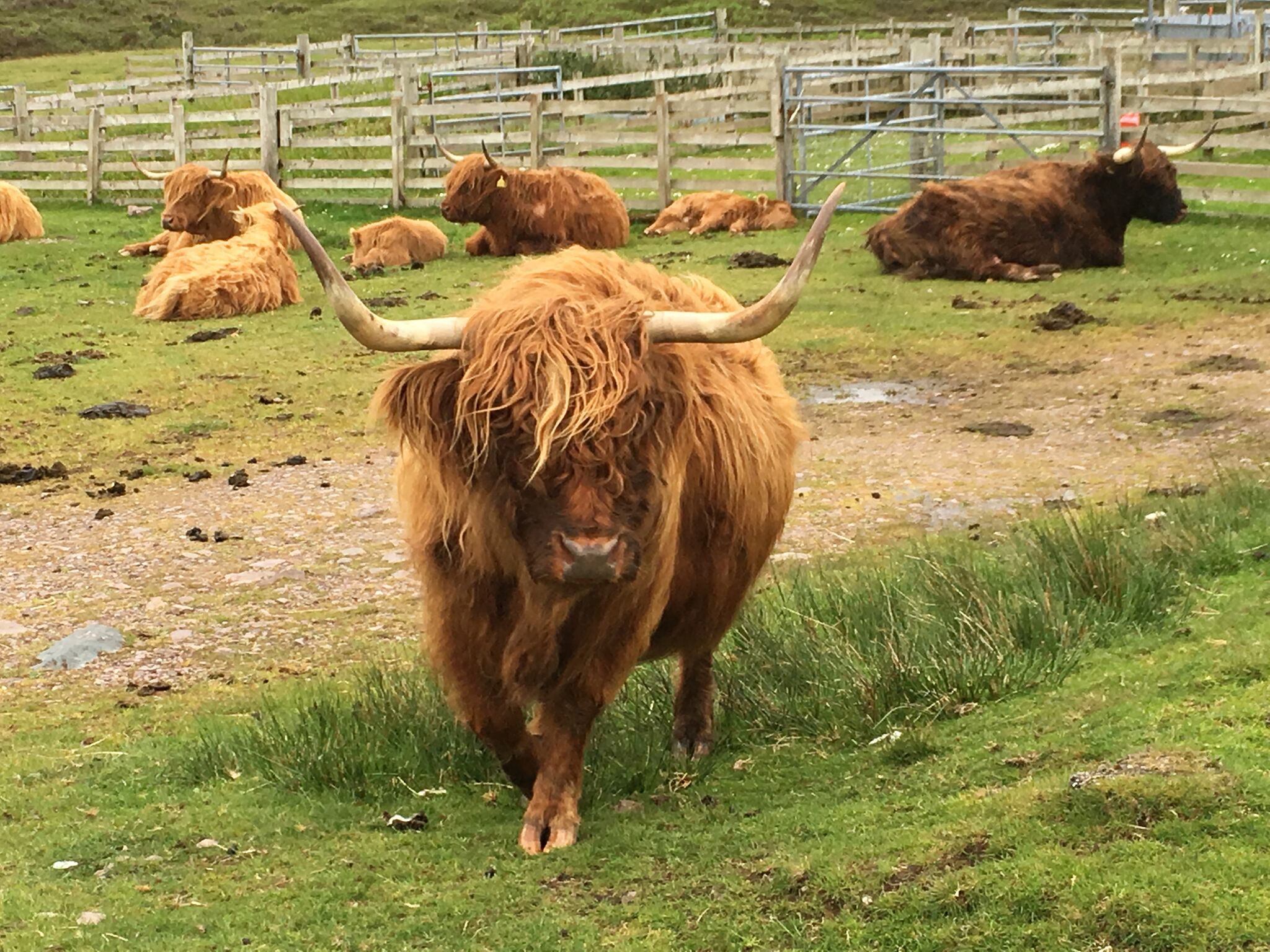 highland cows