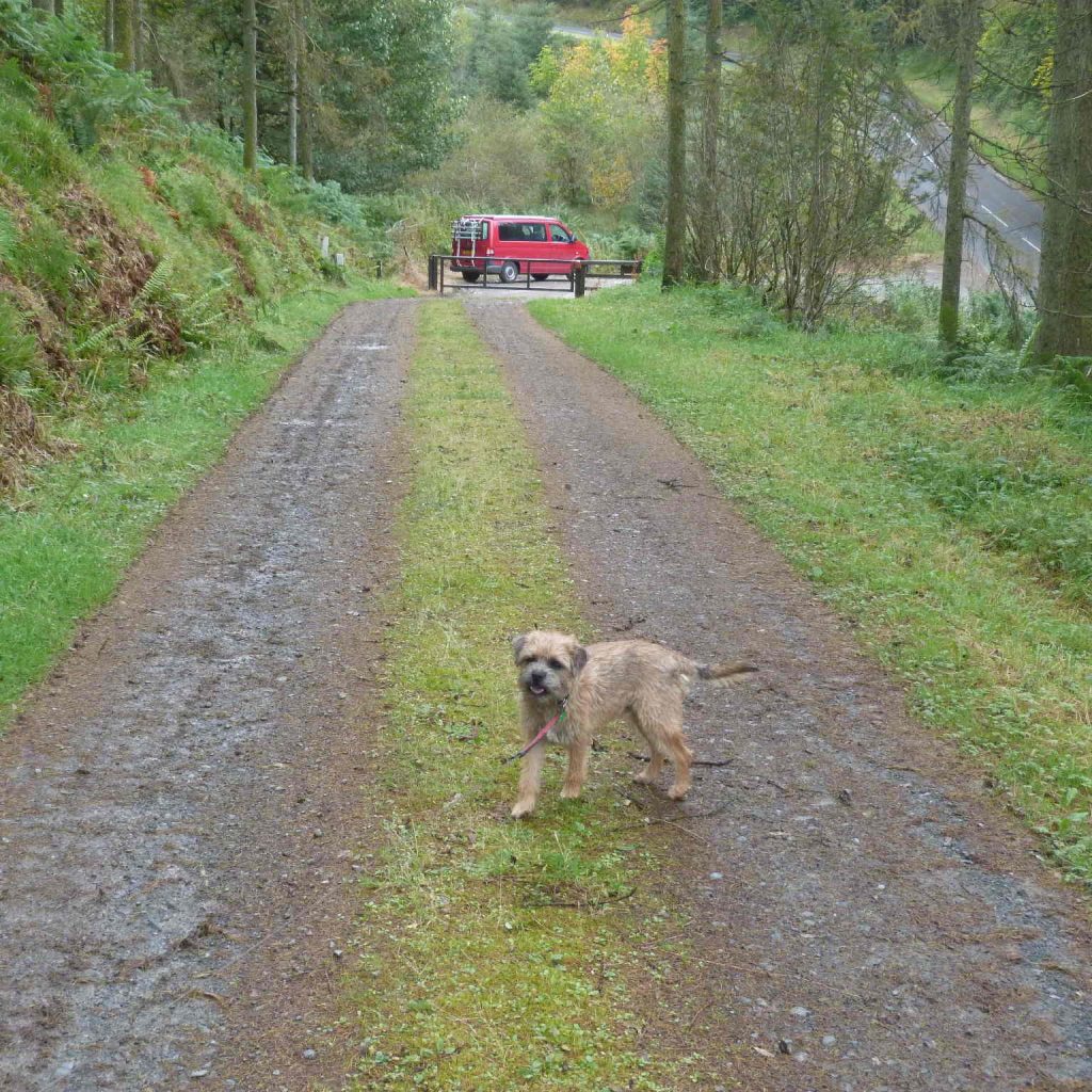 camping with dogs