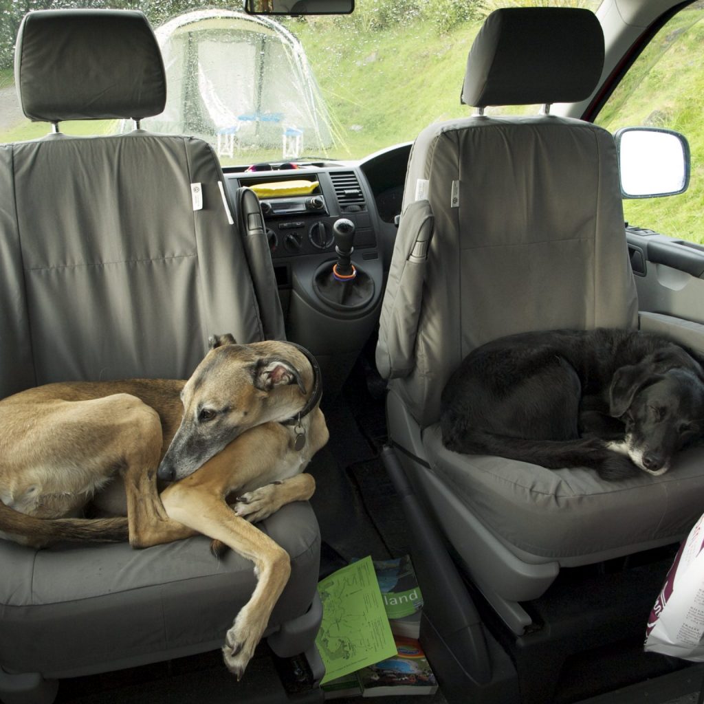 dogs on seats in campervan