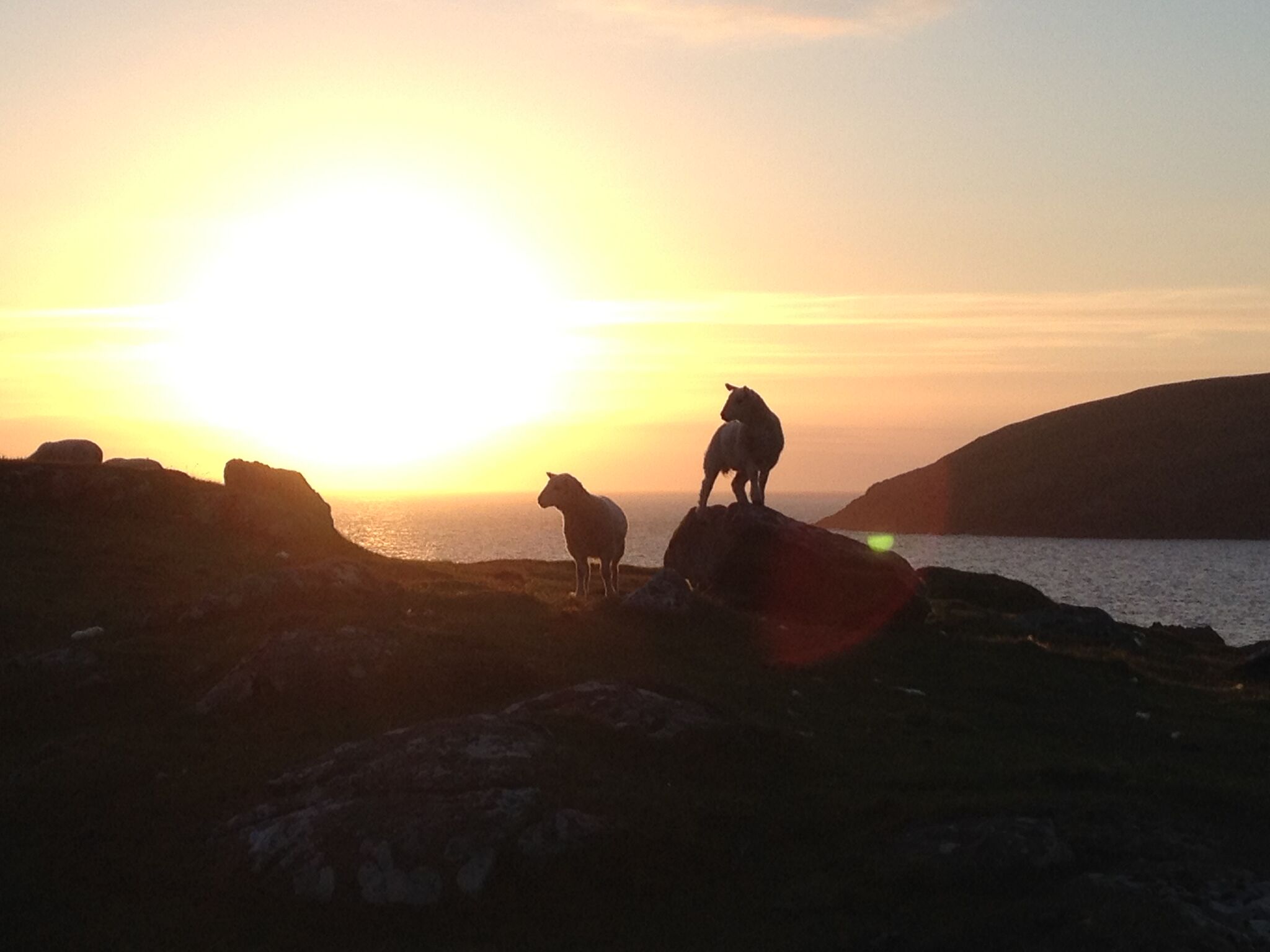 sunset lambs Clachtoll campsite